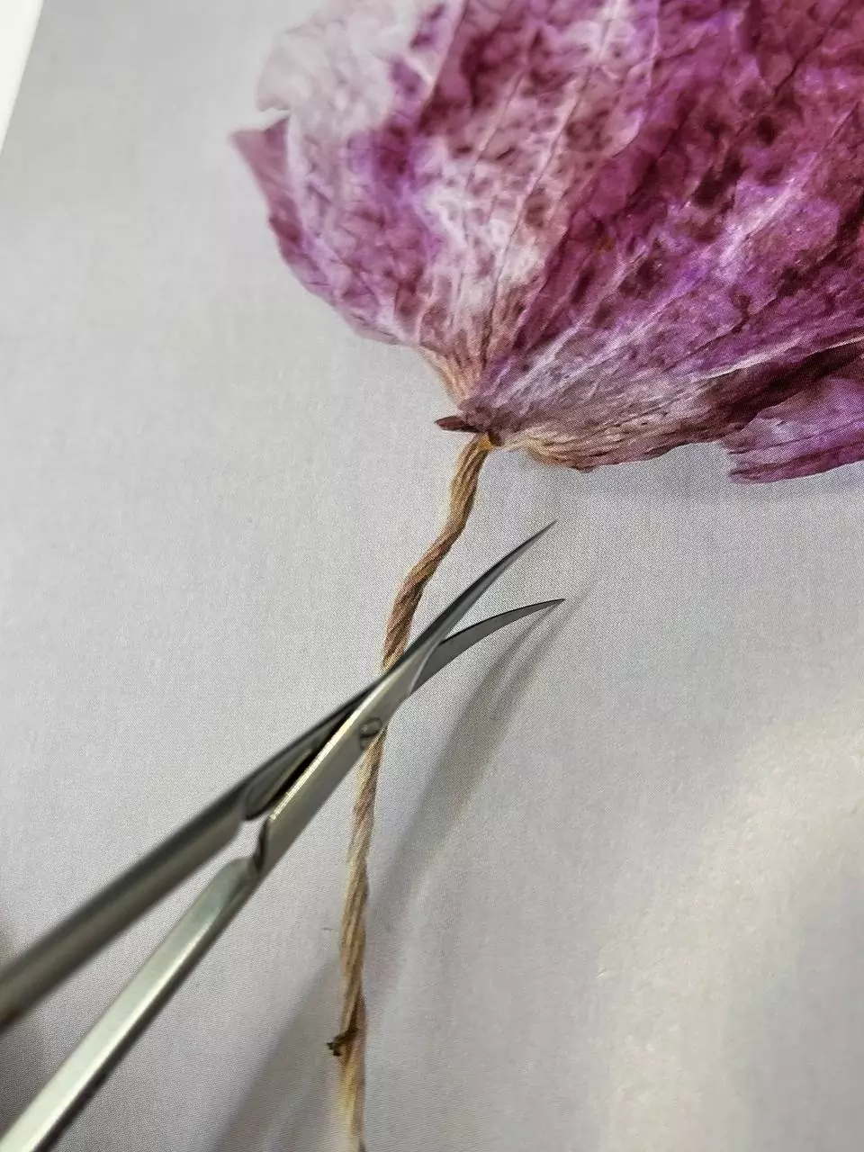 Manicure scissors Staleks Pro Smart 10 Type 3 SS-10/3 - Image 5